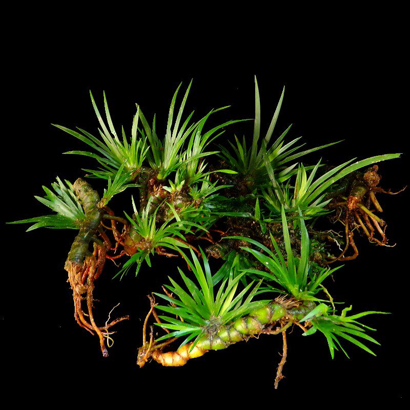 Fake Mountain Plant Epiphyto Grass view planted with Absorbent Stone Grass Seed Green Fish Tank Mesh Red Combined Microscape Basin