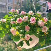 300 капсул тяжелых лепестков и цветов феникса+удобрения