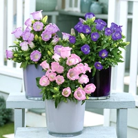 1000 капсул+удобрения