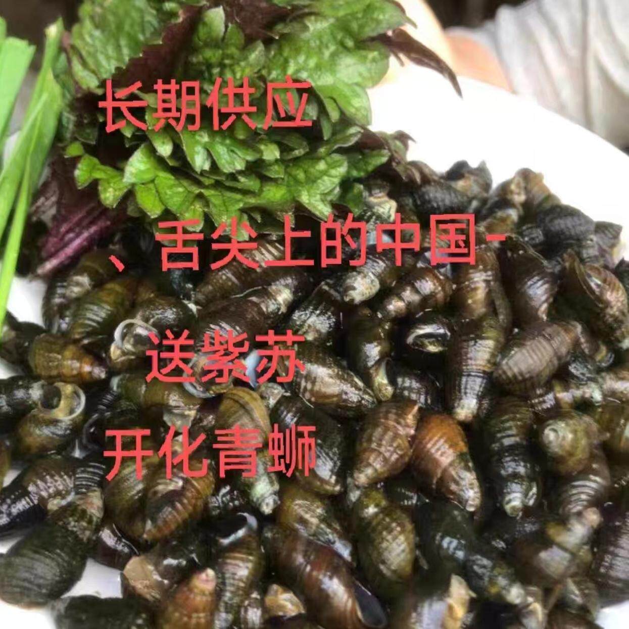 开化青蛳：衢州特色鲜活田螺，舌尖上的美味盛宴！🦀-泥螺-淘宝百科网