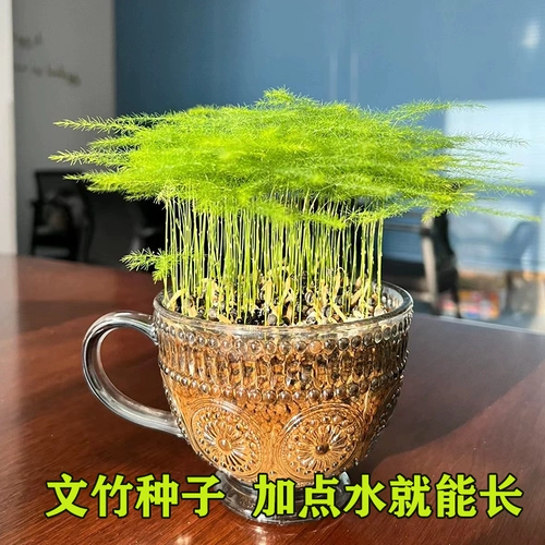 Wuzhu Hydroponic Botanical Bamboof Four Seasons Семена семян Семена Гидравлический рабочий стол бентай цветочный горшок в горшках хорош для кормления