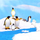 Miniature Simulated Polar Bear, Penguin, Seal, Glacier Micro-Landscape Decoration Children's Desktop Small Ornaments Decoration Materials