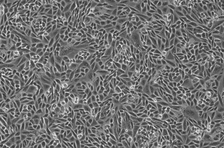 HyCyte?中国仓鼠卵巢细胞(CTLA4 LG-24)细胞系CTLA4Ig-24,1X10^6