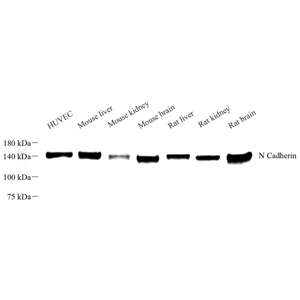 抗N钙粘蛋白兔pAb抗体Anti-N Cadherin Rabbit pAb,适用WB/IHC/IF