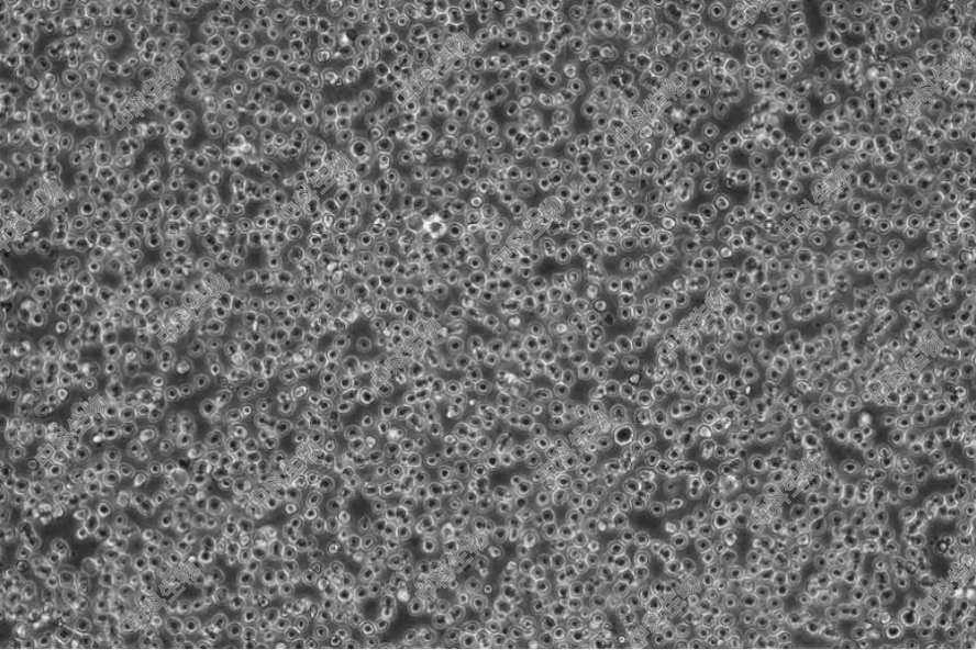 HyCyte?人髓性单核细胞白血病细胞(Mv-4-11) MV4-11仅供科研实验