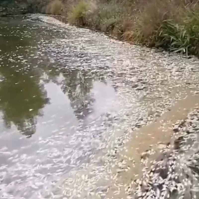 Лекарство для убийства tilapia убивает тиляпий, очищает тиляпий, быстро убивает тиляпий, убивает тиляпий в прудах для рыбы, водохранилищах, рыболовных угодьях, убивает тиляпий