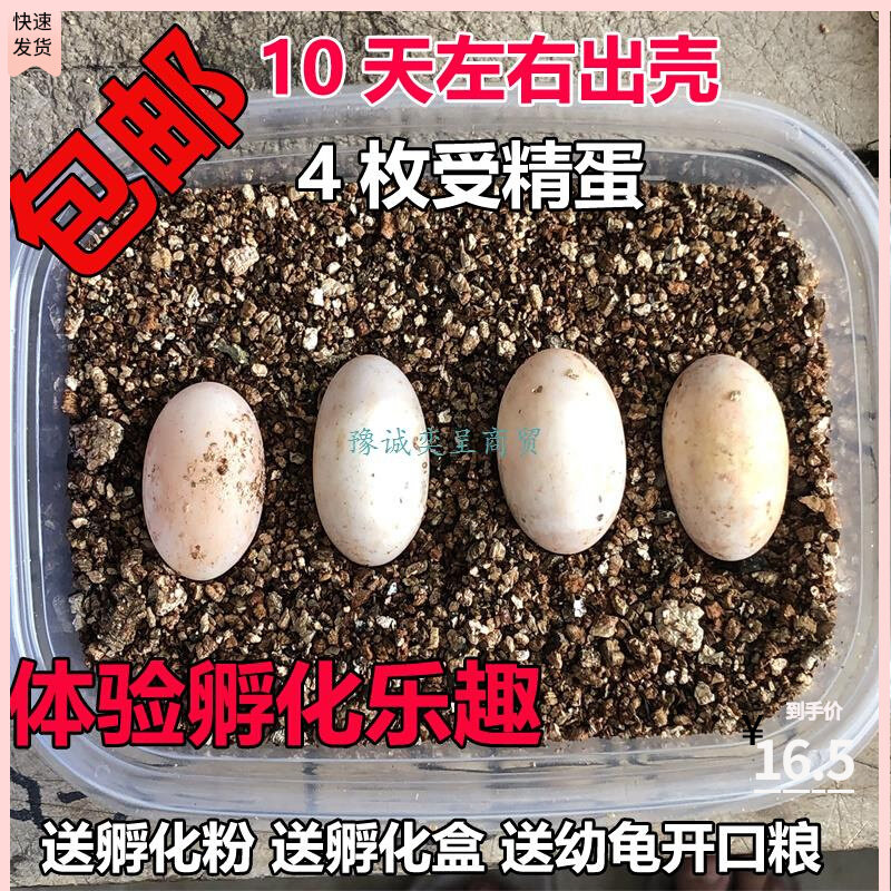 Turtle Eggs Hatch Can Hatch The Turtle Eggs Can Hatch The Turtle Egg Suit Fertilized Egg Hatchable Turtle