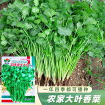 Four-season large-leaf fast-growing coriander seed seedlings coriander balcony vegetable edible vegetable potted seeds coriander seeds