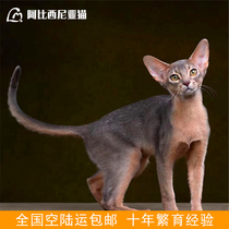 Beijing cattery Abyssinian kitten pet cat red Abi blue Abi fawn color original color double bloodline