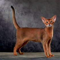 Beijing cattery Abyssinian kitten pet cat double bloodline blue Abby fawn color original color reddish brown
