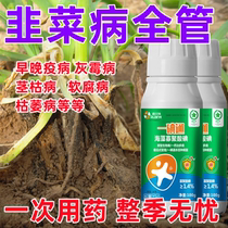 Complete treatment of leek disease leek fungicide leek gray mold disease yellow leaf disease root rot dry tip yellow leaf yellow tip