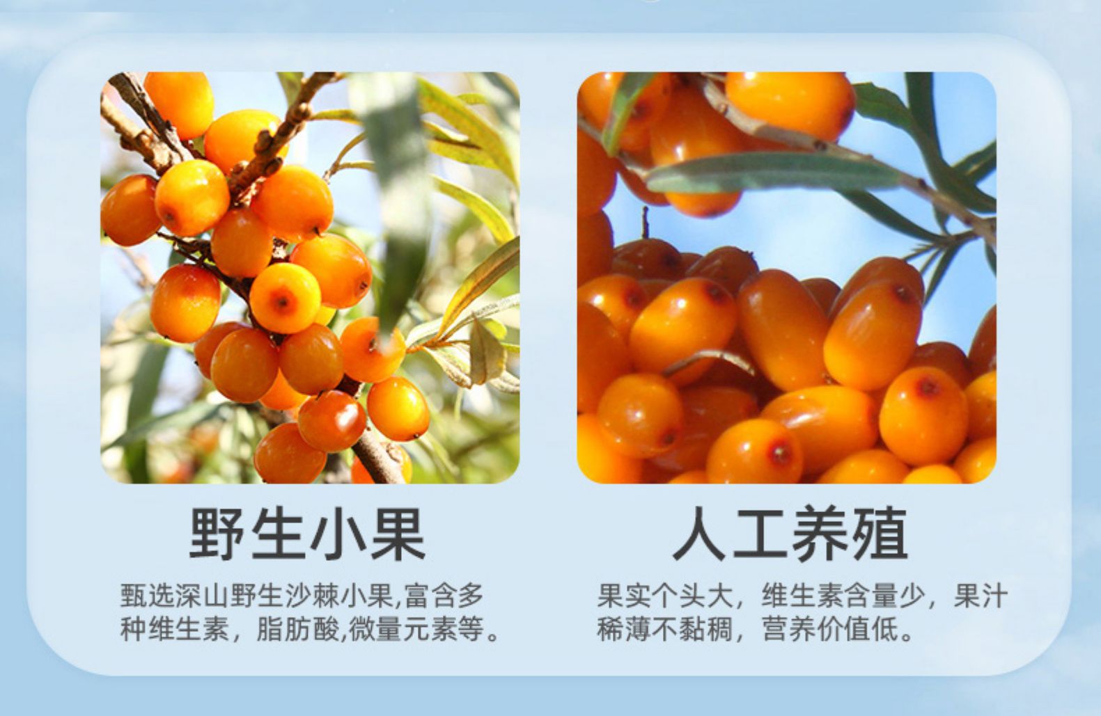 塞上绿洲 山西特产沙棘饮料240mlx8罐 券后29.9元包邮 值值值-买手聚集的地方