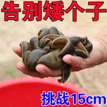 Good news for short people) Grow taller stickers to grow taller new technology for short people to change 5-30 cm non-inner long insoles