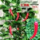 N33-Red Chili Pepper (5 упаковок)