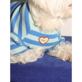 Tagi.《Ха-ха》ха-ха, цвет питомца, цвет кошки, в тон, в полоску для собаки, хлопковая дышащая одежда для домашних животных, тонкий срез