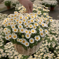 300 зерна белой хризантема+горшок+почва+удобрения