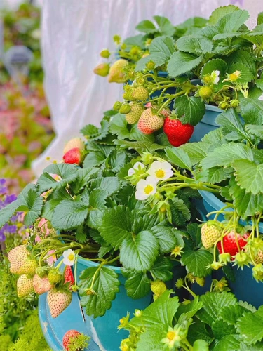 Семена семянного клубники кремовые клубничные кастрюли сажан