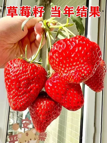 Семена семянного клубники кремовые клубничные кастрюли сажан