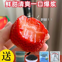 Капсулы Dandong Strawberry 1000+горшок+почва+удобрения