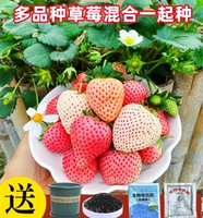 7 видов клубники смешанные 1000 капсул+горшки+почва+удобрения