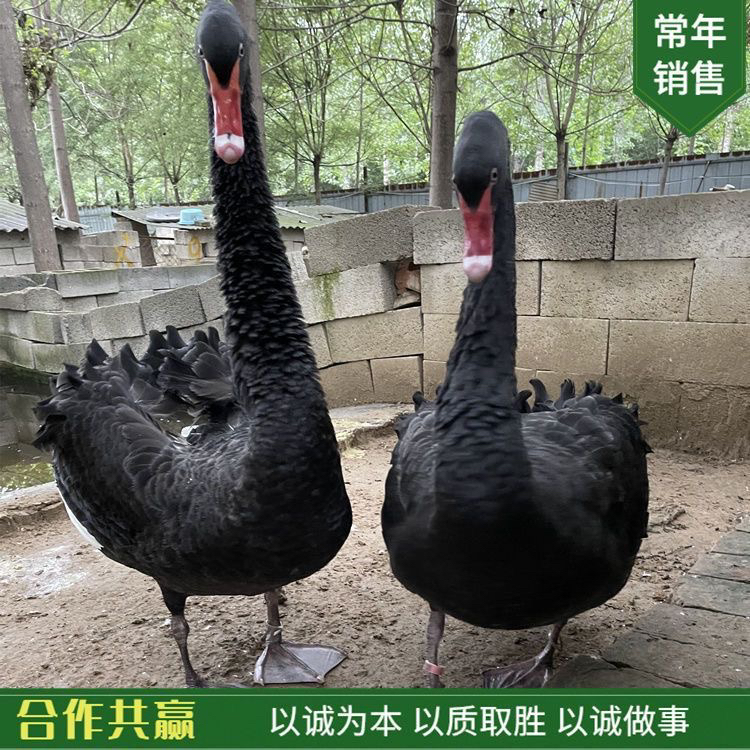 黑白天鹅观赏种蛋：解锁自然界的神秘孵化之旅！🦢✨