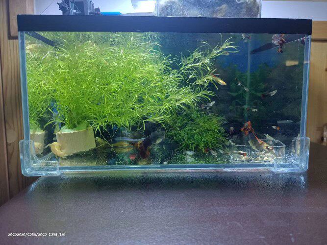 桃子水草