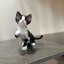 Devon curly kittens purebred pet cats live non-shedding high IQ competition grade Devon kittens