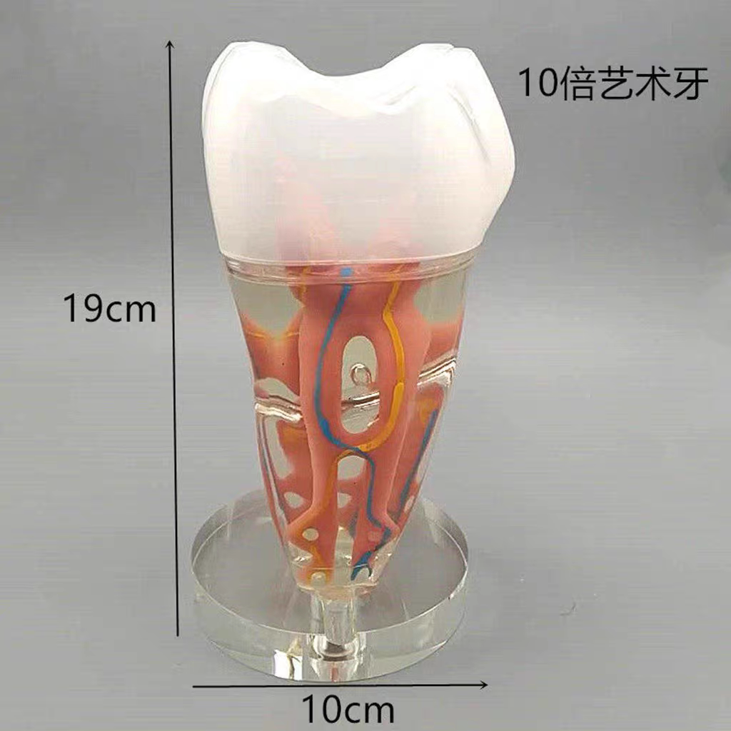 牙科10倍艺术牙高挡装饰品招财大牙齿摆件透明清晰展示牙髓牙神经