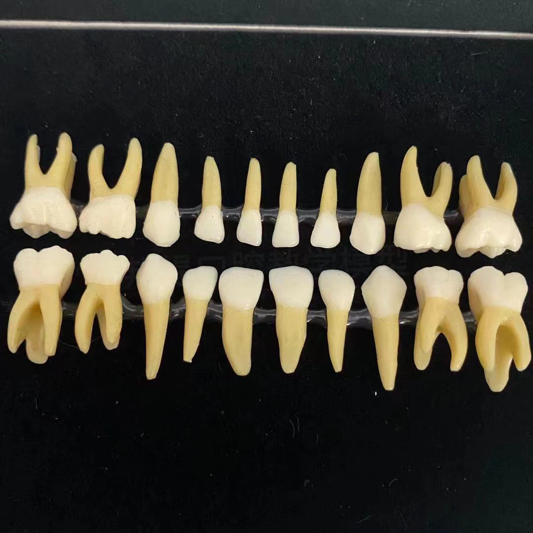 20颗双色乳牙有牙根离体牙模型 儿童全口标准牙齿模型 M7020 包邮
