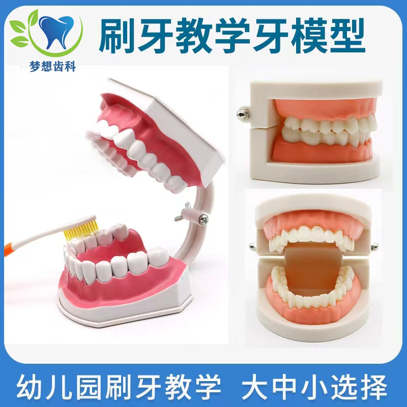 牙齿模型 幼儿园教学刷牙模型模具牙科教学模型摆件龋齿模型教具
