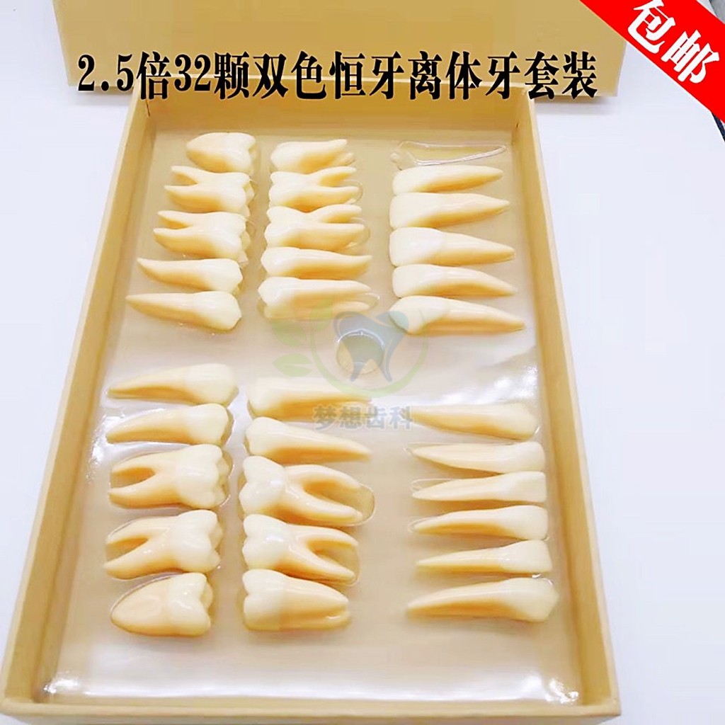 口腔牙齿模型雕牙指导 2.5倍32颗牙双色恒牙离体牙解刨形态教学