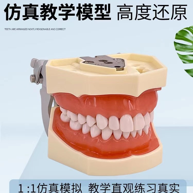备牙模型牙科口腔材料器械牙齿模型口腔教学练习模型树脂牙模材料