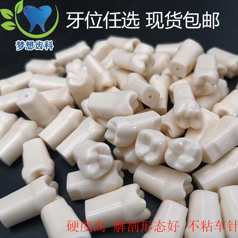 树脂牙备牙仿真树脂口腔根管离体牙开髓牙标准考试练习牙粒牙模型