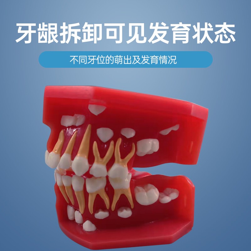 牙齿牙科乳恒交替演示模型树脂口腔牙科医生教学模具仿真模拟牙模