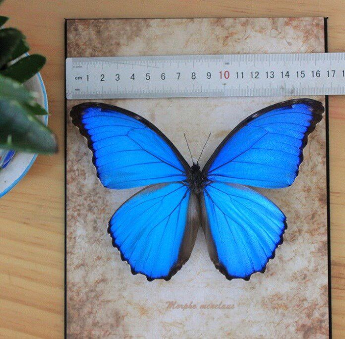 The butterfly specimen of the butterfly specimen of the Brazilian butterfly specimen is about 13 - 14cm large
