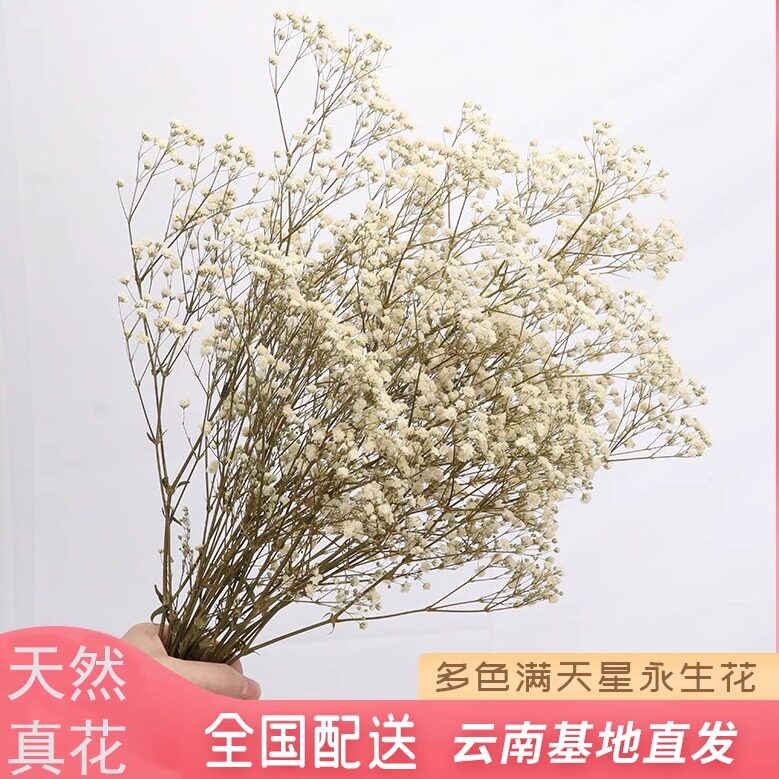 永生花满天星干花花束白色天然真花风干大花客厅装饰插花婚庆拍照