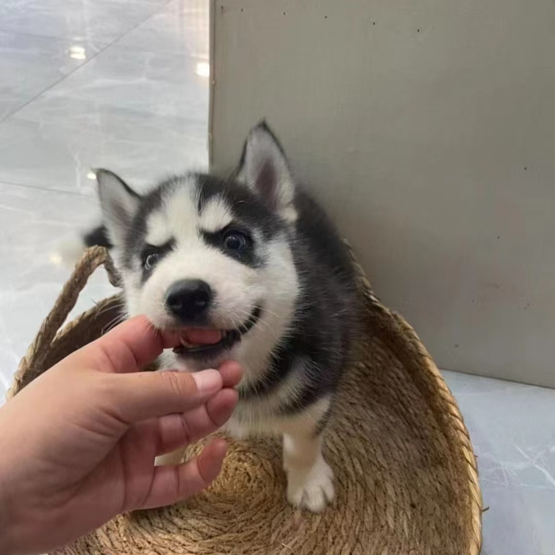 哈士奇幼犬纯种三把火双蓝眼，你值得拥有！🐶-狗狗-淘宝好物网