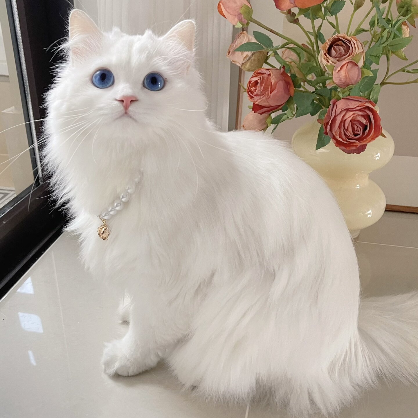 山东狮子猫幼猫长毛橘色,临清狮子猫鸳鸯眼异瞳蓝眼魅力何在?2026新手养猫宝典-猫咪-淘宝百科网