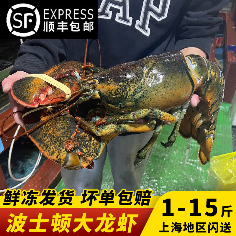 Boston lobster extra-large 1-15 catfish of Boron seafood Australia Austros fresh live frozen lobster Shun Feng-Taobao