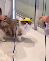 Cat Hat Pet Summer Sun Protection Sun Hat Open Ears Fisherman Hat Cute Candy Color Dog Photo