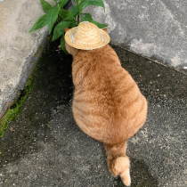 Cat Pet Hat Summer Dog Straw Hat Universal Cartoon Sun Hat Summer Adjustable Anti-Strangle Photo Props