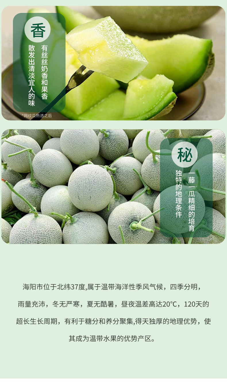 山东海阳网纹蜜瓜 2粒/2250g 图5