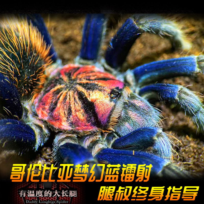 腿叔~哥伦比亚梦幻蓝镭射Xenesthis sp blue：蜘蛛界的颜值天花板！养它