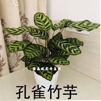 Indoor green plant potted rainbow arrowroot peacock arrowroot colorful double-line arrowroot foliage plant potted evergreen