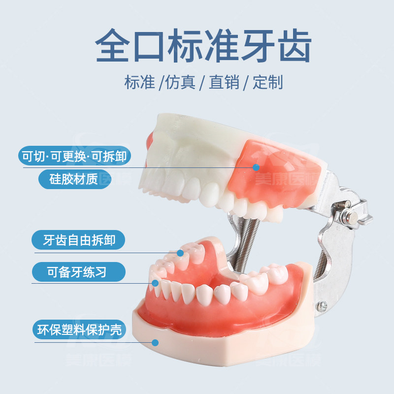 练习切开模型牙科口腔可引流替换肿块备牙教学学习培训练习模型