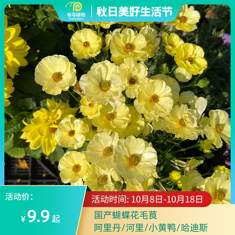 With Botanical Homemade Butternut flowers Mao Rinu Seed Balls River Riyo Peony Ball Root Flowers Retals Flower Garden Courtyard-Taobao