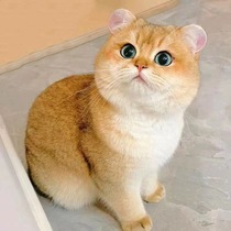 Purebred British short hair cat with gold gradient live kitten pet cat ny12 color British short hair cat silver gradient gold dot cat