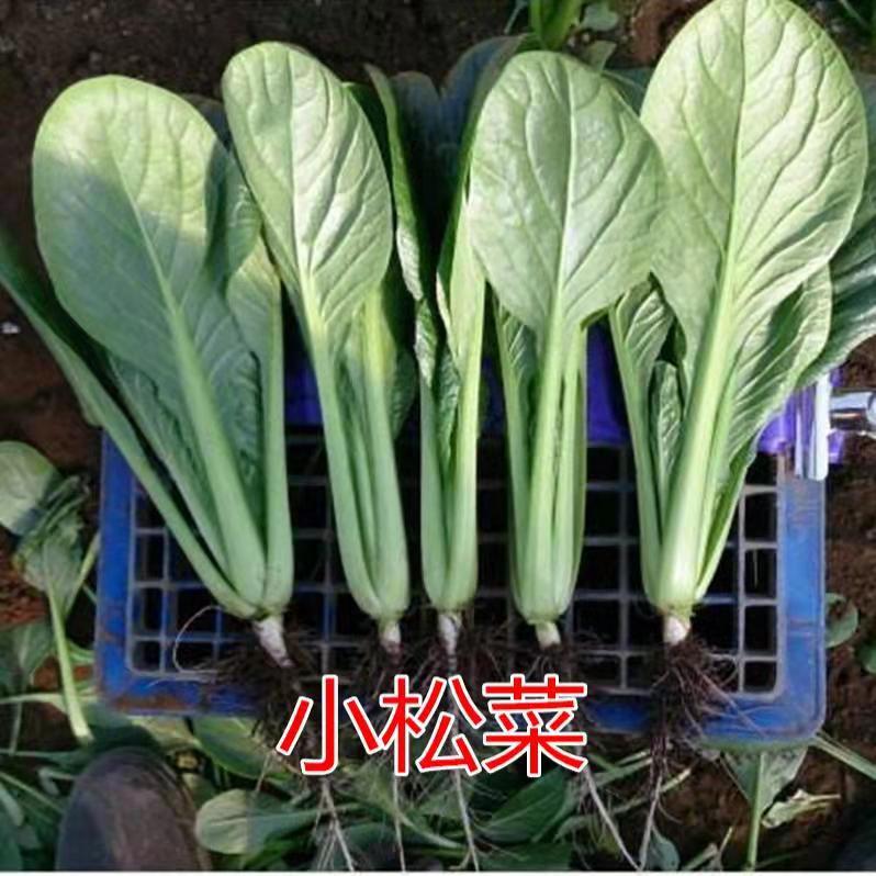 Ideal for the 400 grams of raw seed planted four seasons of small pine seed hydro vegetable varieties