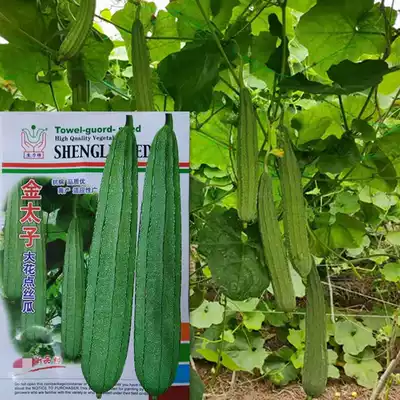 Shengli brand Golden Prince big flower point loofah seeds (10 grams) heat-resistant and disease-resistant high-yield crispy sweet loofah seeds