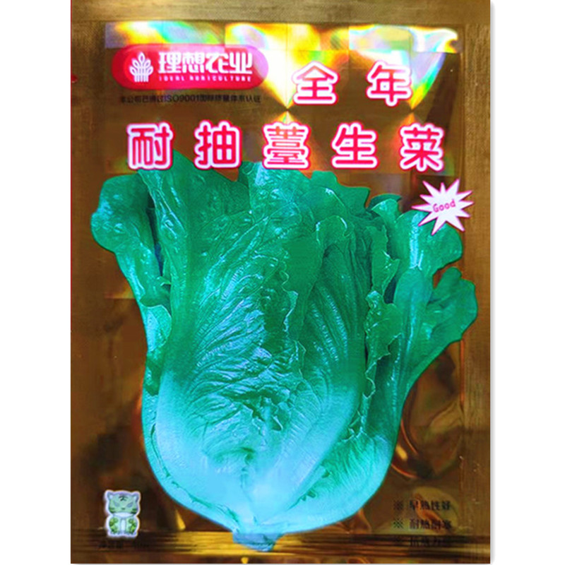 Four seasons resistant tundra seed 10 grams of original year can grow crisp sweet high yield oil and green Italian lettuce